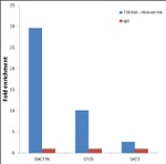 Histone H4 Antibody