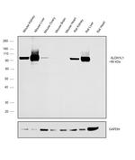 ALDH1L1 Antibody