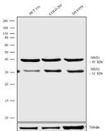 MSX1 Antibody in Western Blot (WB)