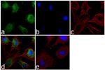 Apolipoprotein D Antibody in Immunocytochemistry (ICC/IF)