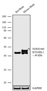 Nogo Receptor Antibody in Western Blot (WB)