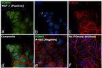 EOMES Antibody in Immunocytochemistry (ICC/IF)