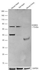 EOMES Antibody