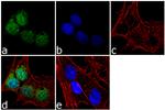 EOMES Antibody in Immunocytochemistry (ICC/IF)