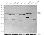 EOMES Antibody in Western Blot (WB)