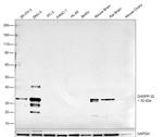 DARPP-32 Antibody in Western Blot (WB)