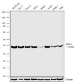 SMN1 Antibody in Western Blot (WB)