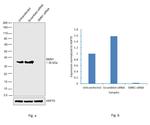 SMN1 Antibody in Western Blot (WB)