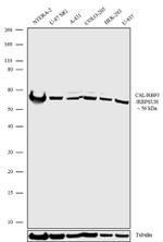 RBPJ Antibody in Western Blot (WB)