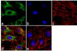 LAP3 Antibody in Immunocytochemistry (ICC/IF)