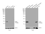 FABP1 Antibody in Western Blot (WB)