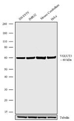 VGLUT3 Antibody in Western Blot (WB)