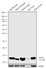 G6PC2 Antibody in Western Blot (WB)