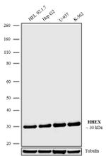 Hex Antibody in Western Blot (WB)