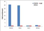 TCF2 Antibody