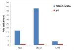 MAFA Antibody in ChIP Assay (ChIP)