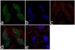 RAD17 Antibody in Immunocytochemistry (ICC/IF)