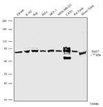 RAD17 Antibody in Western Blot (WB)