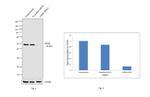 GHSR Antibody