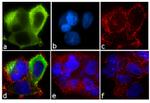 CRHR1 Antibody in Immunocytochemistry (ICC/IF)