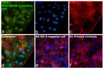 ZO-3 Antibody