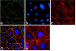 ZO-3 Antibody in Immunocytochemistry (ICC/IF)