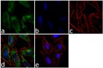 AS160 Antibody in Immunocytochemistry (ICC/IF)