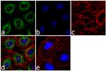 AGR2 Antibody in Immunocytochemistry (ICC/IF)