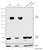 AGR2 Antibody in Western Blot (WB)