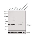 MEK6 Antibody in Western Blot (WB)