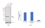 MEK6 Antibody