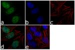 MEK6 Antibody in Immunocytochemistry (ICC/IF)