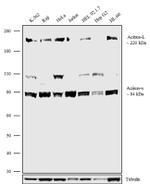 Acinus Antibody in Western Blot (WB)