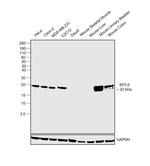 MYL9 Antibody