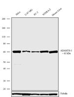 ADAMTS1 Antibody in Western Blot (WB)