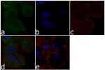 IKK gamma Antibody in Immunocytochemistry (ICC/IF)