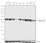 IKK gamma Antibody in Western Blot (WB)