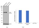 IKK gamma Antibody in Western Blot (WB)