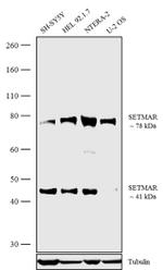 SETMAR Antibody in Western Blot (WB)