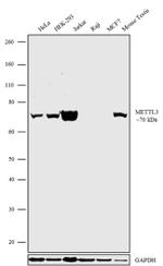 METTL3 Antibody in Western Blot (WB)