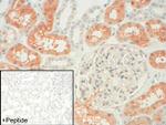 AVPR1A Antibody in Immunohistochemistry (IHC)