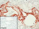 FPR2 Antibody in Immunohistochemistry (IHC)