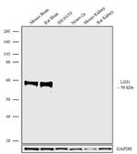 LGI1 Antibody in Western Blot (WB)