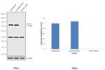 DTX3L Antibody in Western Blot (WB)