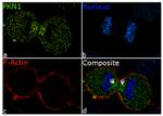 PKN1 Antibody in Immunocytochemistry (ICC/IF)