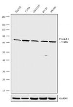 FZD6 Antibody in Western Blot (WB)