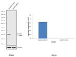 KChIP2 Antibody