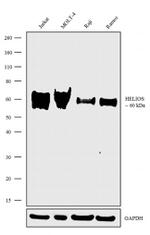 HELIOS Antibody in Western Blot (WB)