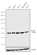 TEAD4 Antibody in Western Blot (WB)