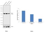 TEAD4 Antibody in Western Blot (WB)